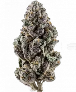 Ice Cream Social, vanilya aromaları ve rahatlatıcı etkisiyle bilinen dengeli bir hibrit türdür. Yüksek THC içeriğiyle öne çıkan bu türü keşfedin.