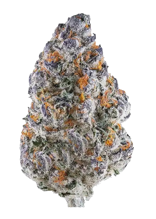 Ice Cream Zundae, vanilya ve böğürtlen aromalarıyla öne çıkan indica baskın bir türdür. Rahatlatıcı etkilerini ve eşsiz lezzet profilini keşfedin.