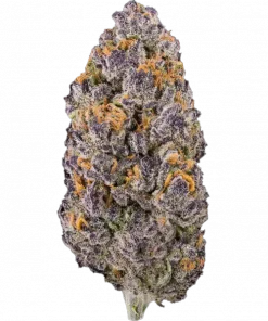 Iced Sangria, tatlı üzüm aroması ve yüksek THC içeriğiyle öne çıkan dengeli bir hibrit türdür. Rahatlatıcı etkilerini ve genetik yapısını keşfedin.