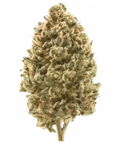 Illuminati (Backpackboyz), kimyasal limon aroması ve yüksek THC içeriğiyle öne çıkan bir hibrit türdür. Zkittlez genetiği ile eşsiz aromasını keşfedin. Hemen görüntüleyin.