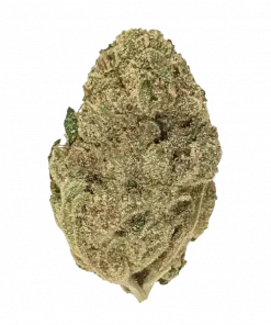 Illuminati OG, yakıtımsı aroması ve rahatlatıcı etkileriyle bilinen indica baskın bir türdür. Yüksek THC içeriğiyle öne çıkar. Bu nadir türü keşfedin.