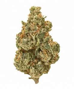 Incredible Bulk, yüksek THC içeriği ve tropikal aromasıyla bilinen Indica dominant bir türdür. Kolay yetiştirme özelliklerini ve etkilerini keşfedin.
