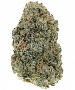 İnanılmaz Ted, yüksek THC içeriği ve benzersiz kahve aromasıyla bilinen Indica baskın bir türdür. Yoğun etkilerini ve genetik yapısını keşfedin.