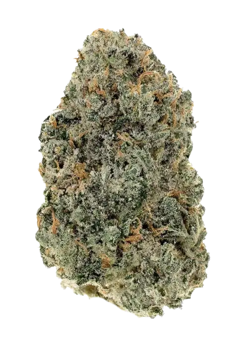 İnanılmaz Ted, yüksek THC içeriği ve benzersiz kahve aromasıyla bilinen Indica baskın bir türdür. Yoğun etkilerini ve genetik yapısını keşfedin.