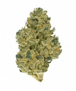 Indiana Bubble Gum, tatlı meyve aromaları ve THC ile öne çıkan dengeli bir hibrit türdür. Depresyon ve yorgunluğa iyi gelir. Özelliklerini keşfedin.