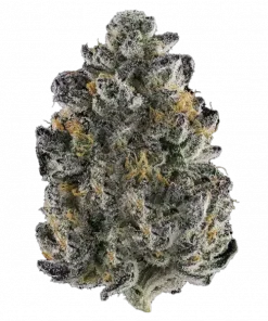 Indigo Sapphire, nane aroması ve yüksek THC içeriğiyle bilinen Indica dominant bir türdür. Yoğun rahatlama ve yaratıcılık sunar. Etkilerini keşfedin.