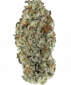 Insane OG, yakıtımsı aroması ve yüksek THC içeriğiyle öne çıkan Indica dominant bir türdür. Rahatlatıcı etkilerini keşfedin ve genetik yapısını görüntüleyin.