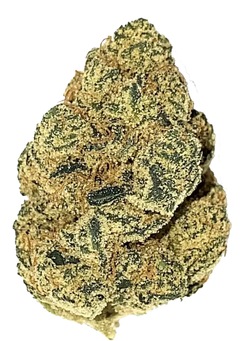 Intergalactic, yakıtımsı aroması ve yüksek THC içeriğiyle öne çıkan Indica dominant bir türdür. Enerji verici etkilerini ve genetik yapısını keşfedin.