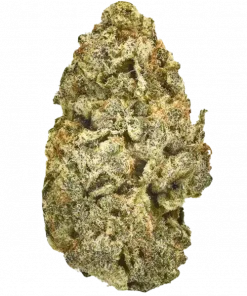 Inzane in the Membrane, sert yakıtımsı aroması ve yüksek THC içeriğiyle öne çıkan Sativa baskın bir türdür. Benzersiz etkilerini keşfedin ve detaylıca görüntüleyin.