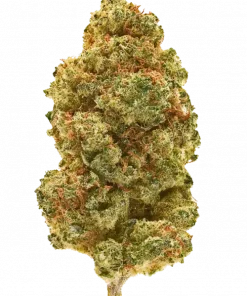 Isla Mirage, yakıtımsı ve narenciye aromalarıyla öne çıkan Sativa baskın bir türdür. Yüksek THC içeriğiyle enerji veren bu türün genetik yapısını keşfedin.