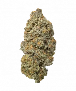 Island Bends, tatlı böğürtlen aroması ve THC oranıyla öne çıkan Sativa baskın bir türdür. Yaratıcılığı artıran etkilerini keşfedin ve hemen görüntüleyin.