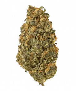 Island G, üzüm aroması ve rahatlatıcı etkisiyle öne çıkan dengeli bir hibrit türdür. Depresyon ve stresi azaltmaya yardımcı olabilir. Özelliklerini keşfedin.