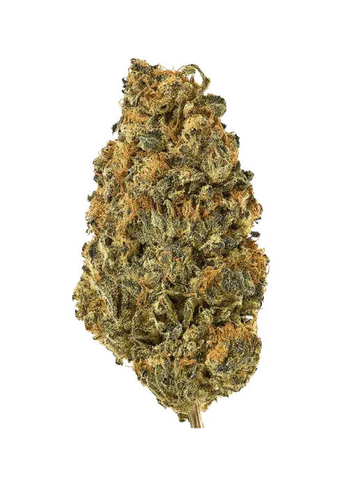 Island G, üzüm aroması ve rahatlatıcı etkisiyle öne çıkan dengeli bir hibrit türdür. Depresyon ve stresi azaltmaya yardımcı olabilir. Özelliklerini keşfedin.