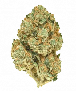 Jack 47™, taze mango aroması ve yüksek THC içeriğiyle öne çıkan Sativa baskın bir türdür. Etkilerini ve genetik yapısını hemen keşfedin.