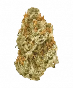 Jack Diesel, yakıtımsı ve tatlı aromaları ile öne çıkan Sativa baskın bir türdür. Yüksek THC içeriğiyle eşsiz deneyim sunar. Özelliklerini keşfedin.