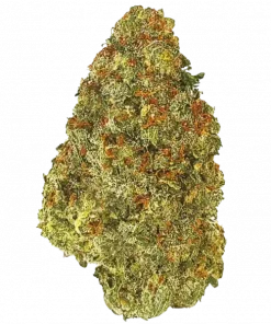 Jack Herer, narenciye ve baharat aromalarıyla öne çıkan Sativa baskın bir türdür. Yüksek THC içeriğiyle enerji ve odaklanma sağlar. Özelliklerini keşfedin.