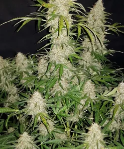 Jack Herer Auto Fem Esrar Tohumu (Fast Buds)