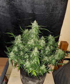 Jack Herer Auto Fem Esrar Tohumu (Fast Buds)