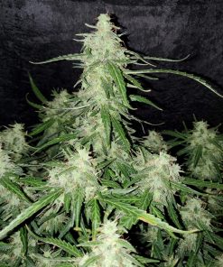 Jack Herer Auto Fem Esrar Tohumu (Fast Buds)