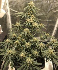 Jack Herer Auto Fem Esrar Tohumu (Fast Buds)