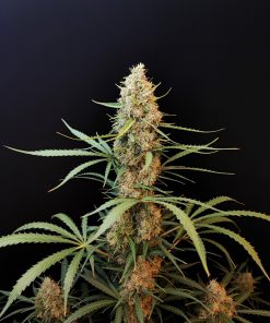 Jack Herer Auto Fem Esrar Tohumu (Fast Buds)