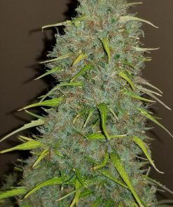 Jack Herer Auto Fem Esrar Tohumu (Fast Buds)