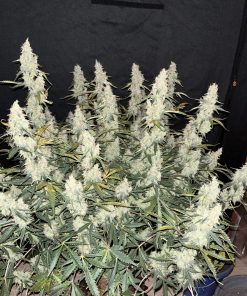 Jack Herer Auto Fem Esrar Tohumu (Fast Buds)