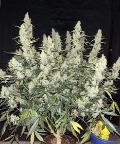 Jack Herer Auto Fem Esrar Tohumu (Fast Buds)
