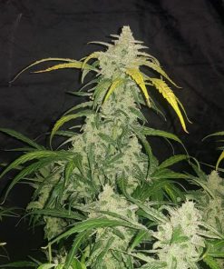 Jack Herer Auto Fem Esrar Tohumu (Fast Buds)