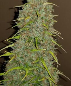 Jack Herer Auto Fem Esrar Tohumu (Fast Buds)
