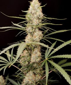 Jack Herer Auto Fem Esrar Tohumu (Fast Buds)