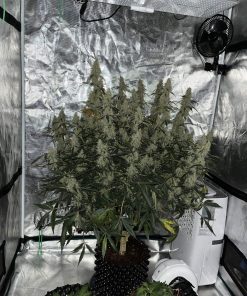 Jack Herer Auto Fem Esrar Tohumu (Fast Buds)