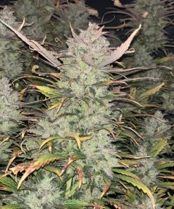 Jack Herer Auto Fem Esrar Tohumu (Fast Buds)