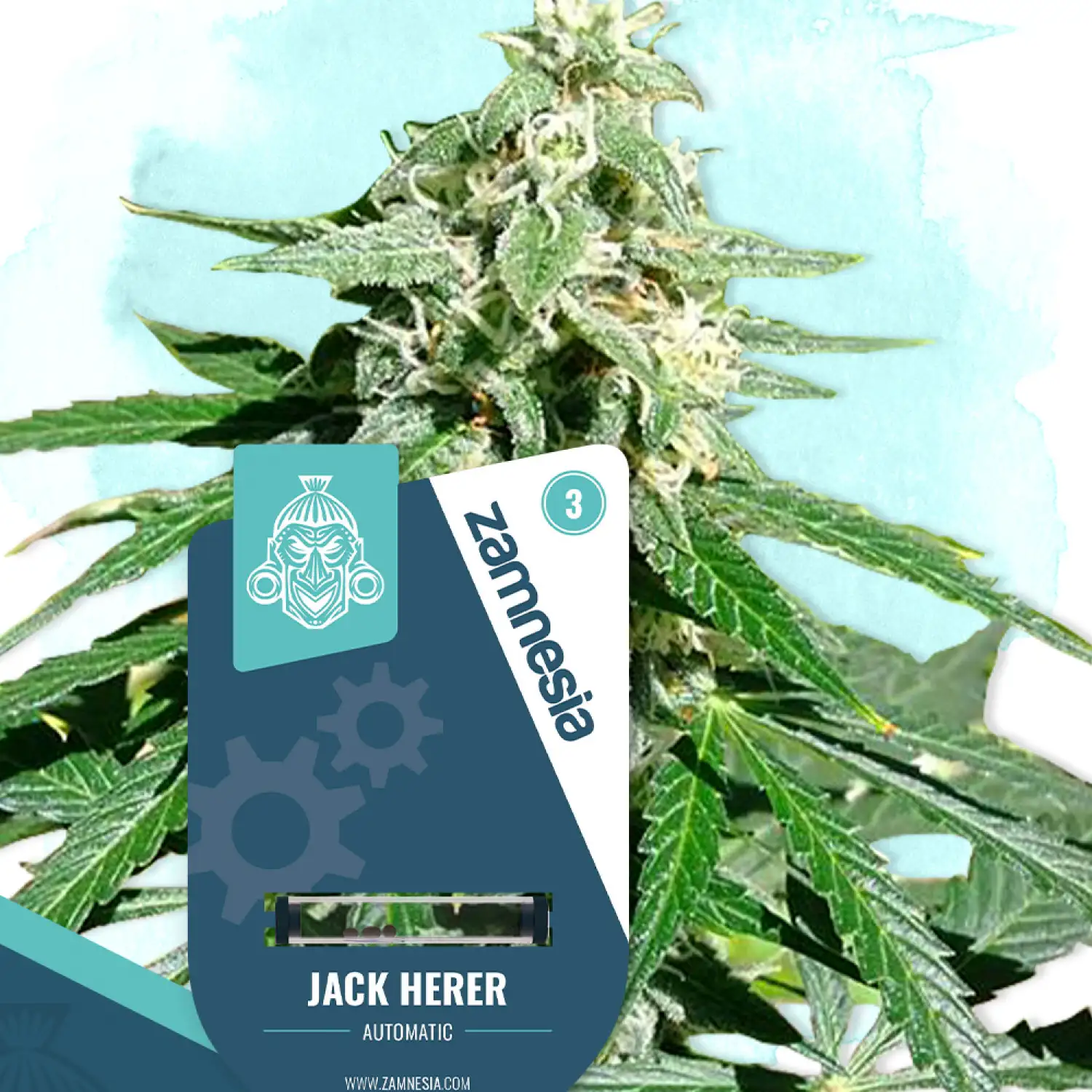 Jack Herer Auto Fem Esrar Tohumu (Zamnesia Seeds)