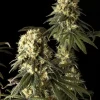 Jack Herer Feminized Esrar Tohumu (Seedsman)