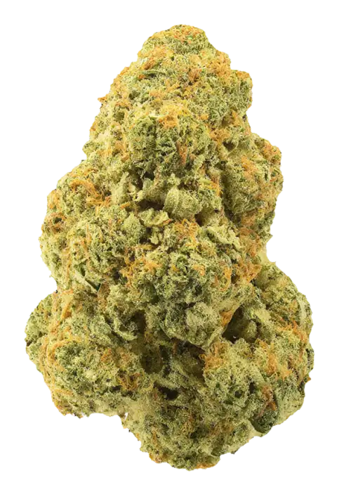 Jacked Up, kayısı aromalı ve yüksek enerjili Sativa baskın bir türdür. Orta seviye THC içeriğiyle kramplara iyi gelir. Genetik yapısını keşfedin.