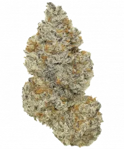 Jack’s Dream, yakıtımsı ve tatlı aromaları ile öne çıkan Indica baskın bir türdür. Yüksek THC içeriğiyle zihinsel uyarım sağlar. Etkilerini keşfedin.