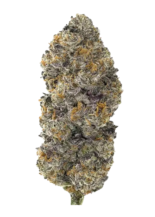 Jackuzzi, kimyasal limon aroması notaları ve enerjik etkileriyle öne çıkan sativa baskın bir türdür. Yüksek verimli genetik yapısını keşfedin ve özelliklerini görüntüleyin.