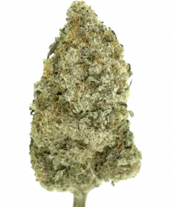 Jamaikalı İnci, meyvemsi aroması ve canlandırıcı etkisiyle öne çıkan sativa baskın bir türdür. Stres ve yorgunluk için ideal. Genetik yapısını keşfedin.