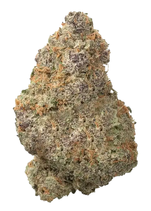 Jamaika, narenciye ve baharat aromalarıyla öne çıkan, enerji verici bir Sativa türüdür. Depresyon ve yorgunluğa iyi gelir. Genetik yapısını keşfedin.