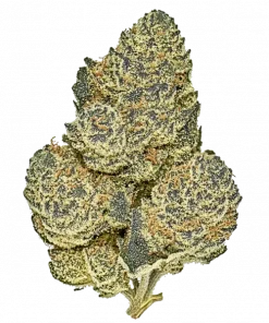 Jealousy Fast, turunçgil aromaları ve yüksek THC içeriğiyle öne çıkan dengeli bir hibrit türdür. Hızlı çiçeklenme özelliğiyle dikkat çeker. Özelliklerini keşfedin.