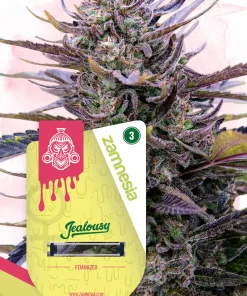 Jealousy Feminized Esrar Tohumu (Zamnesia Seeds)