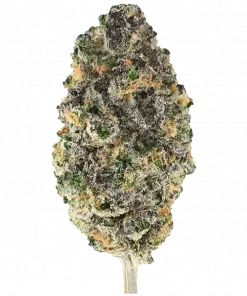 Jealousy Z XL Auto, yakıtımsı ve narenciye aromalarıyla öne çıkan Indica dominant bir türdür. Hızlı hasat için ideal. Genetik yapısını keşfedin.