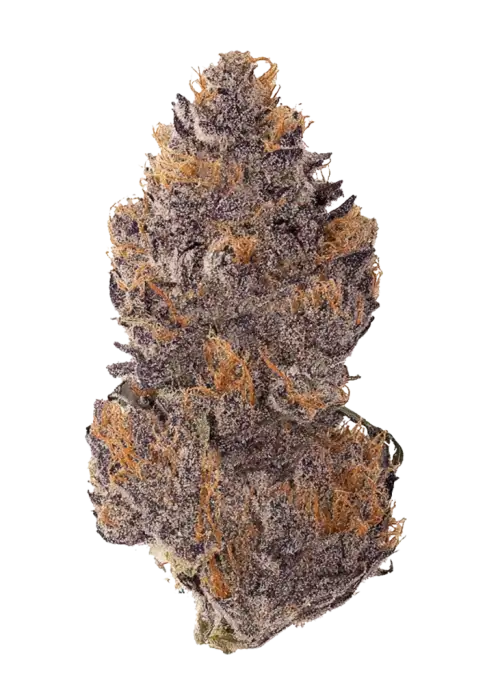 Jealousy OG, tatlı aroması ve dengeleyici etkileriyle öne çıkan bir türdür. Sherbet ve Gelato 41 genetiğini keşfedin. Özelliklerini görüntüleyin.