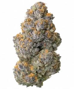 Jedi Kush, yakıtımsı aroması ve yüksek THC içeriğiyle öne çıkan baskın bir Indica türüdür. Stres ve depresyon için ideal. Genetik yapısını keşfedin.