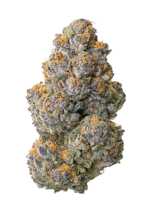 Jedi Kush, yakıtımsı aroması ve yüksek THC içeriğiyle öne çıkan baskın bir Indica türüdür. Stres ve depresyon için ideal. Genetik yapısını keşfedin.