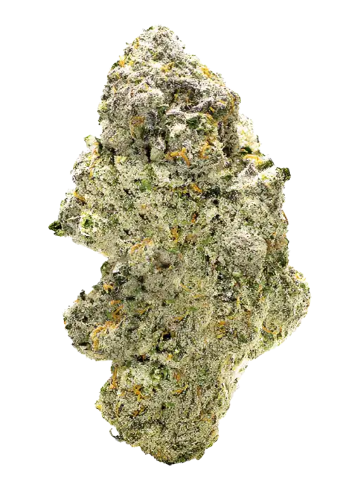 Jelly Bananen, tatlı muz aroması ve rahatlatıcı etkileriyle bilinen indica baskın bir türdür. Yüksek reçine içeriğiyle öne çıkar. Bu özel türü keşfedin.