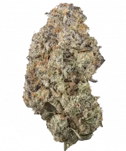 Jelly Drip, tatlı meyve aromaları ve dengeli etkileriyle öne çıkan bir hibrit türüdür. Yüksek reçine içeriğiyle dikkat çeker. Özelliklerini keşfedin.