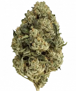 Jelly Rain, tatlı meyve aromaları ve rahatlatıcı etkileriyle bilinen Indica baskın bir türdür. Yüksek THC içeriğiyle öne çıkar. Özelliklerini keşfedin.