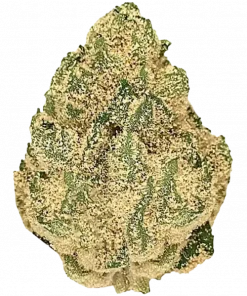 Jelly Roll, üzüm aromalı ve yüksek THC'li Indica dominant türdür. Enerji verici ve rahatlatıcı etkileriyle öne çıkar. Bu eşsiz türü keşfedin.